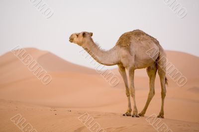 Camel in Sahara