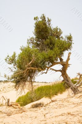 one lone tree in desert