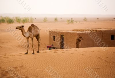 Camel in Sahara