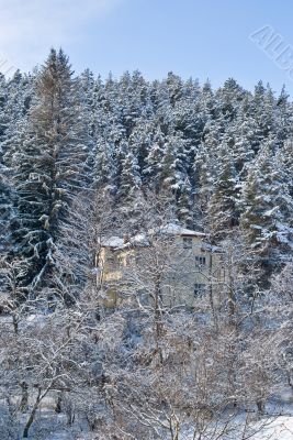 Chalet in the forest