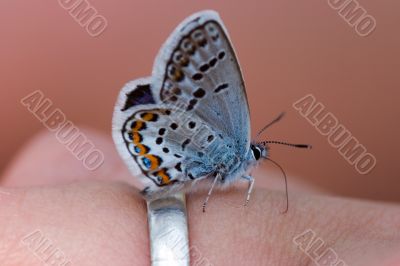 The butterfly on the ring