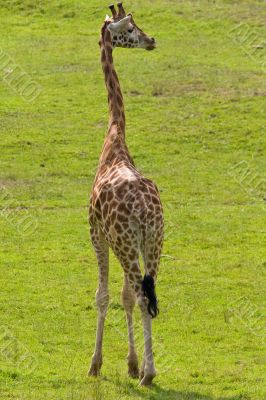 Giraffe