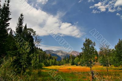 Mountain Meadow 8