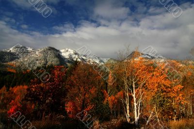 Fall Splender 8 Fall Splender 8