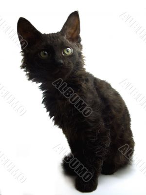 Black curious kitten