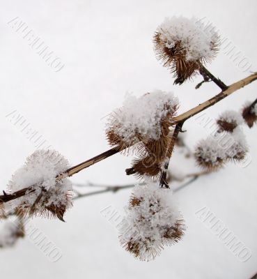 Snow Covered Burrs