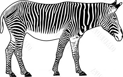 Zebra. Contour.