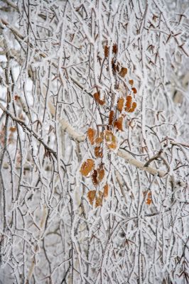 Branches of a birch.
