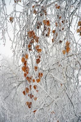Branches of a birch with yellow leaves.