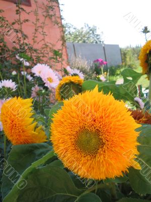 Decorative flowers of a sunflower