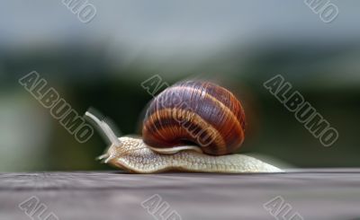 speeding snail