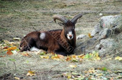 goat goat