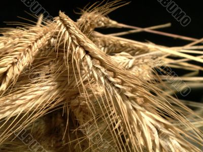Background with wheat ears