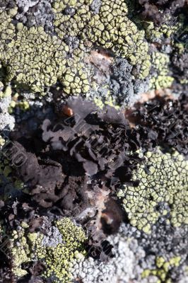 Lichen background