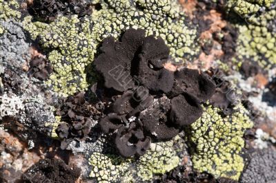 Lichen background