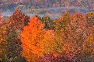 Autumn Foliage and Fog