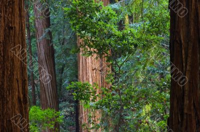 Redwoods Muir Woods