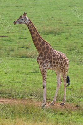 Giraffe