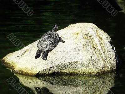 Turtle Inspirations