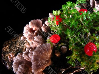 mushrooms-berries&amp;leafs