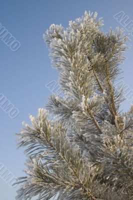 A part of snow tree under the blue sky background