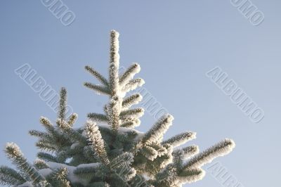A part of snow tree under the blue sky background