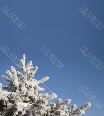 A part of snow tree under the blue sky background