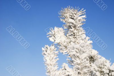 A part of snow tree under the blue sky background