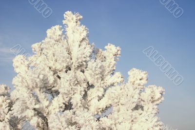 A part of snow tree under the blue sky background