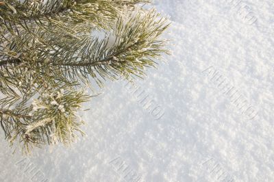 A part of snow tree under the white snow background