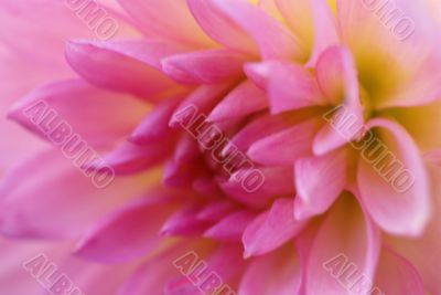 Detail, pink dahlia petals Detail, pink dahlia petals