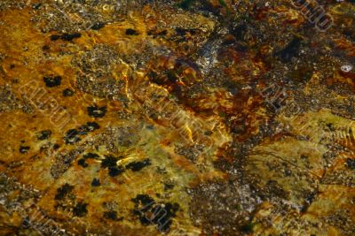 Gem-like colors in tidepool Gem-like colors in tidepool