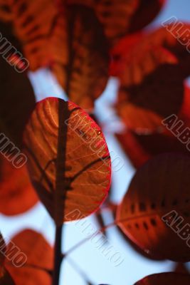 Vein pattern in red smoke bush leaf