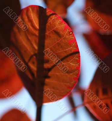 Vein pattern in red smoke bush leaf