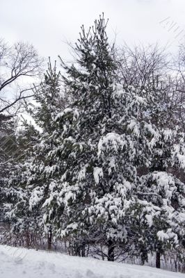 Winter in the park 2