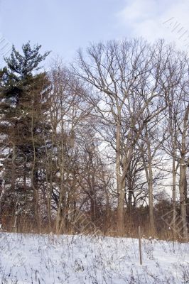 Winter in the park 1