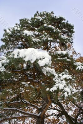 Pine-tree branches 2