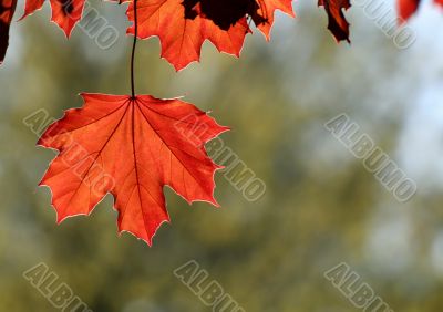 Backlit Copper Maple Leaf