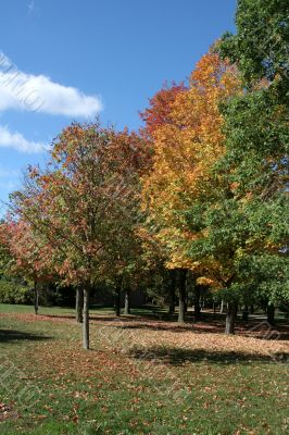 Park in Autumn