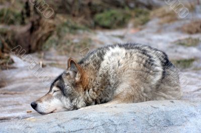 Wolf rests