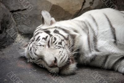 White tiger