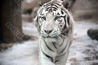 White tiger