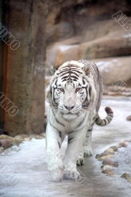 White tiger