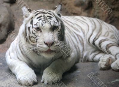 White tiger