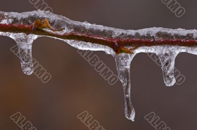 Icicles on Twig