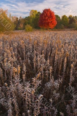 Autumn Maple in Frosted Meadow