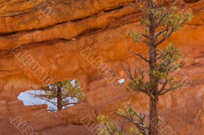 Rock Window Bryce Canyon