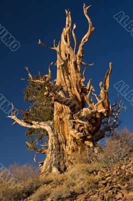 Bristlecone Pine