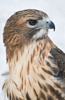 Red-tailed Hawk Portrait