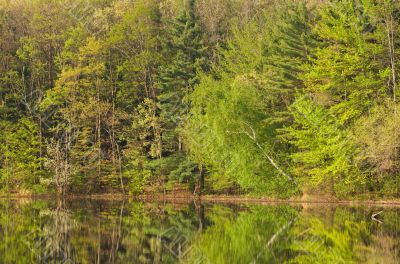 Spring Foliage Hall Lake